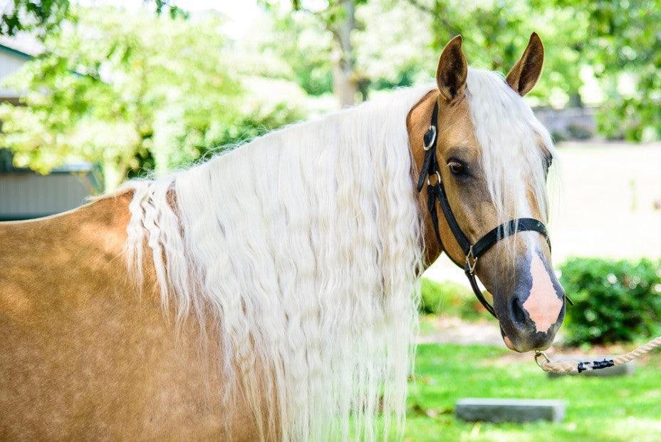 8 Horses With Beautiful Hair - Country Living