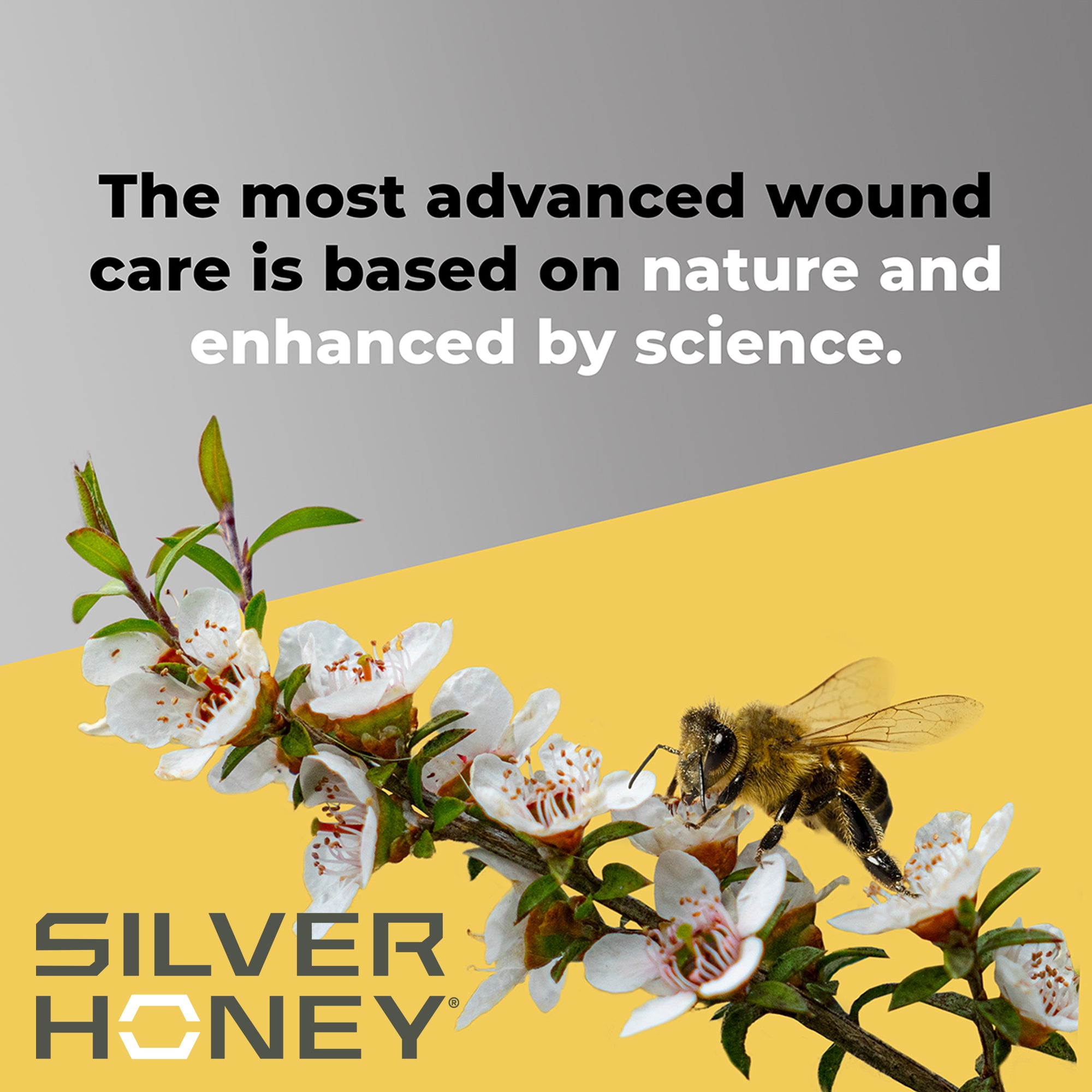 Silver Honey Medicated Shampoo Skin & Coat Care absorbine   