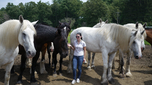 Top 5 Tips for Caring for a New Rescue Horse