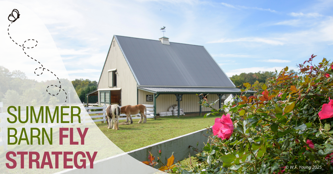 Barnyard Strategy 9 Fly Control Strategies for Your Barn – Absorbine