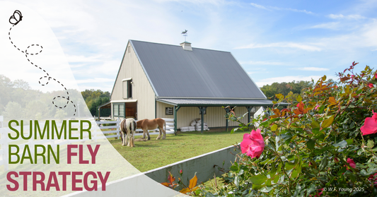 Horse farm in the summer
