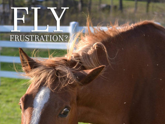 Your Fly Control Issues Solved - Absorbine