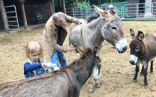 Absorbine Volunteer Days - Peaceful Valley Donkey Rescue - Absorbine