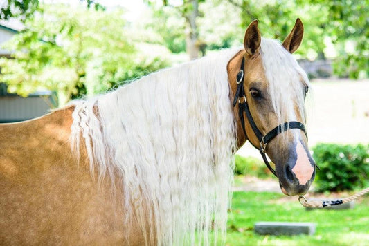 Absorbine® Spotlight - The Mountain Pleasure Horse - Kentucky Horse Park - Absorbine