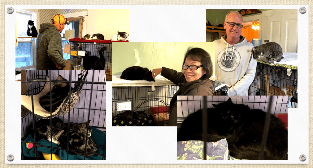 Absorbine Volunteer Days - Mary's Kitty Korner - Absorbine