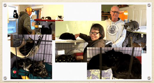 Absorbine Volunteer Days - Mary's Kitty Korner - Absorbine