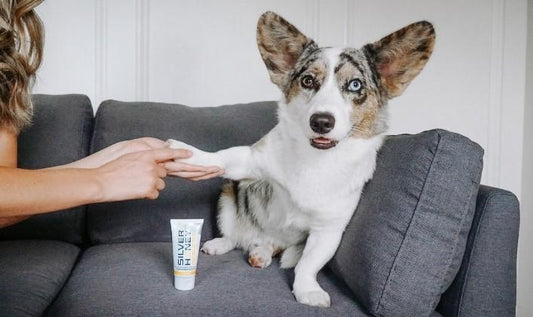 Corgi breed dog having is paw looked at on a couch with a tube of SilverHoney ointment on the couch below his paw