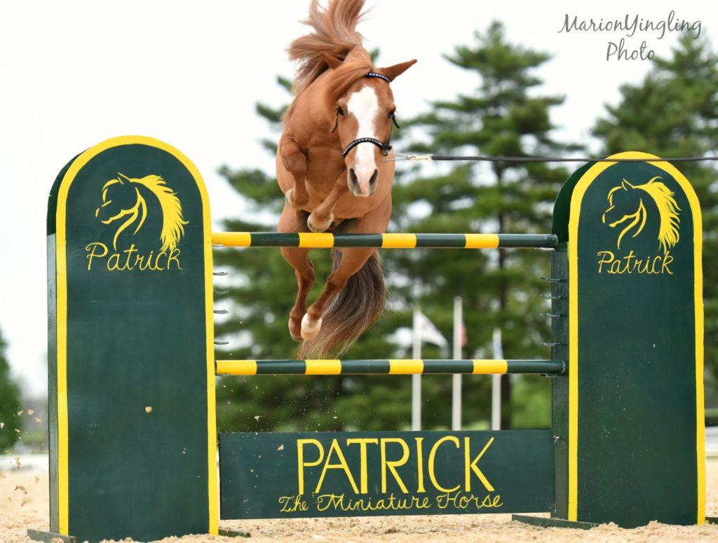 Absorbine Spotlight - Patrick The Miniature Horse - Absorbine