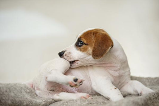 Puppy biting its own leg - Silver Honey, Absorbine Blog