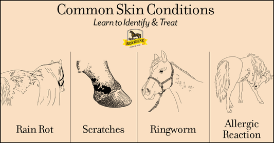 Identify, Treat & Prevent Skin Conditions on Horses - Absorbine