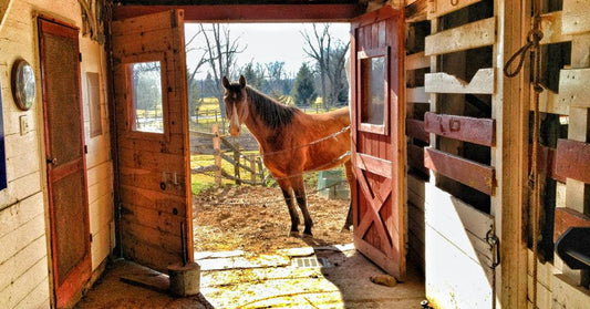 9 Fly Control Strategies for Your Barn - Absorbine