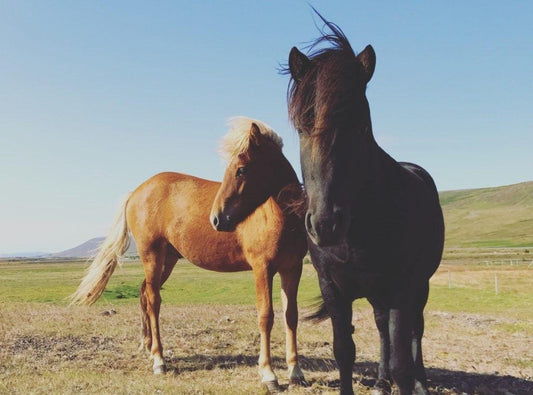 I Tölt You Icelandic Horses Were Cool! - Absorbine