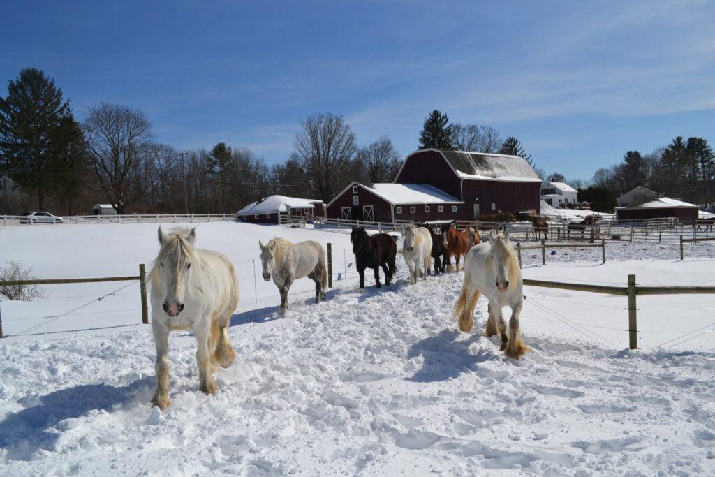 The draft horses enjoy an extensive series of pastures to run in.