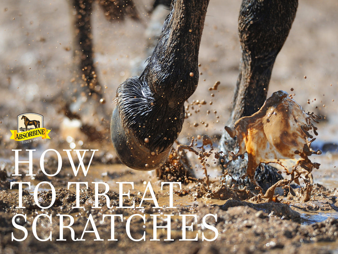 How to Prevent and How to Treat Scratches