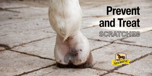 silver honey scratches spray