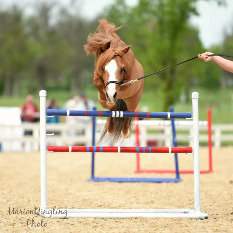 Team Absorbine Spotlight: Patrick the Miniature Horse!