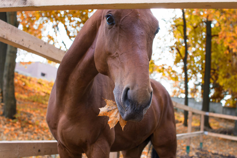 Horse In The Autumn