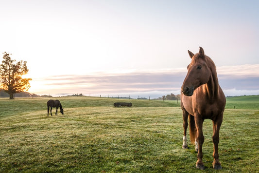 two horses in a field - common insect borne diseases blog