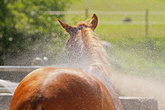 Beat the Heat - Ways To Cool Your Horse Absorbine