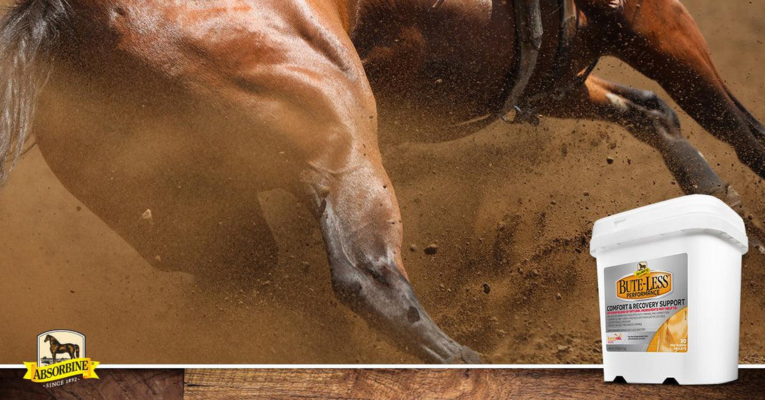 Bute-Less Performance Optimized Curcumin Pelleted Supplement High-Performance Support for Hardworking Horses 