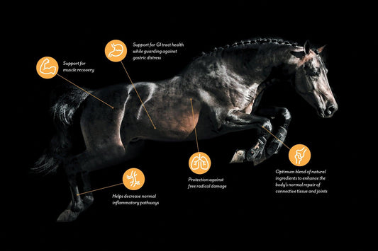 LSU Curcumin Horse Study by Bute-Less Performance Supplement