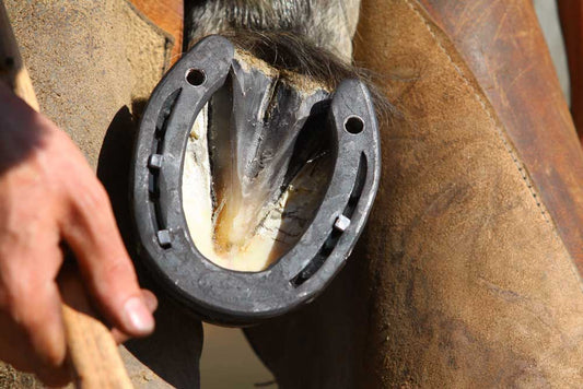 bottom of horse hoof with shoe