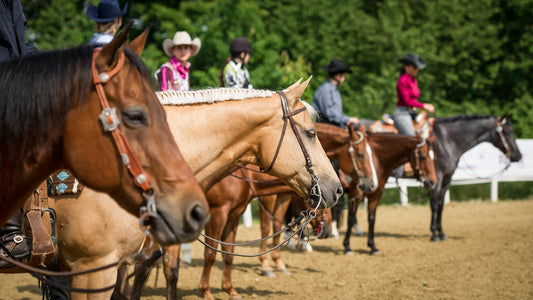 Wanted: Fly Spray that Helps Keep You in the Saddle (and the Ribbons) - Absorbine