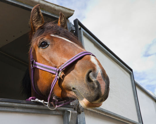 Cute horse face out trailer window