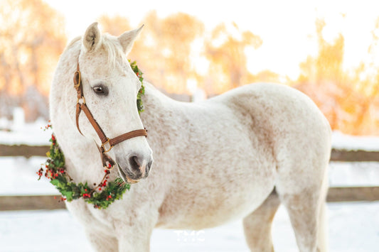 White horse in snowy paddock wearing a wreath. Photos by Terise Cole