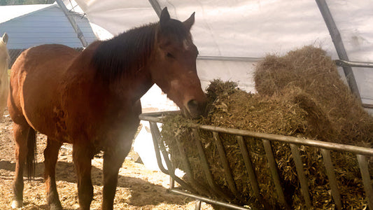 horse eating from a hay feeder