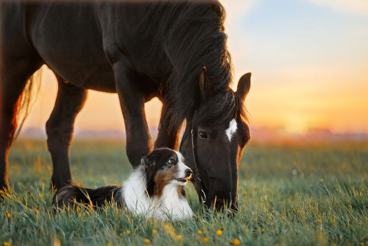 Dog and horse in field