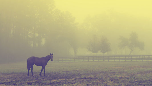 Horse in the mist