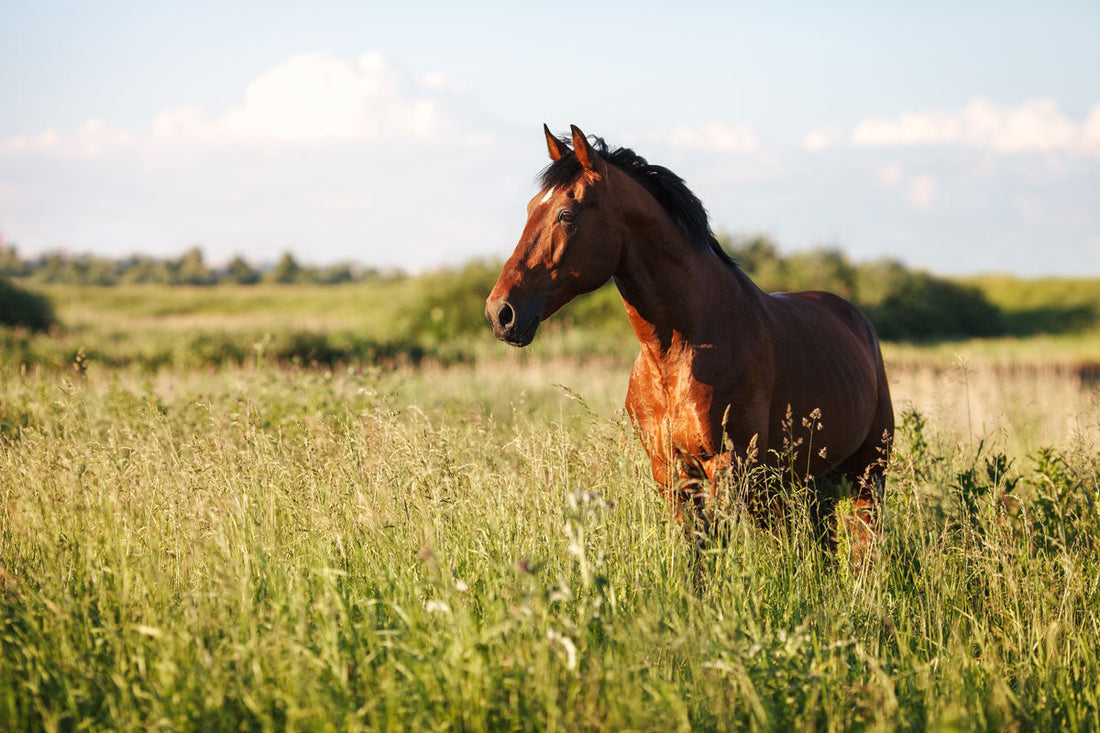 Horse In Fall 