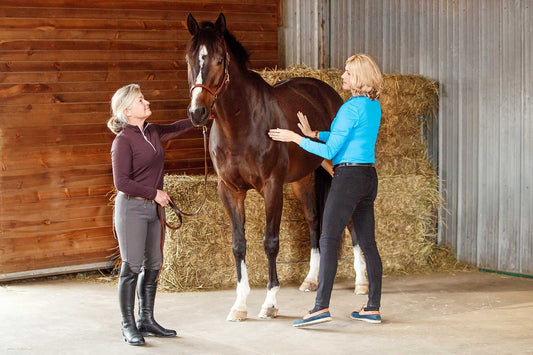 Horse With Vet And Owner