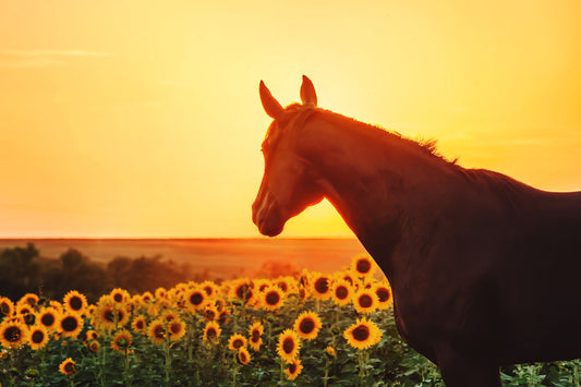 Horse near sunflowers