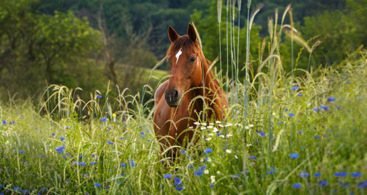 Hidden Ailments: The Danger Of Wildlife Diseases - Absorbine