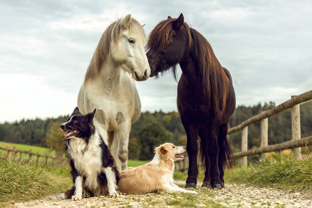 Fall Tick Prevention for Horses and Dogs
