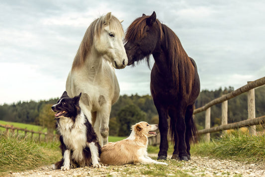Fall Tick Prevention for Horses and Dogs