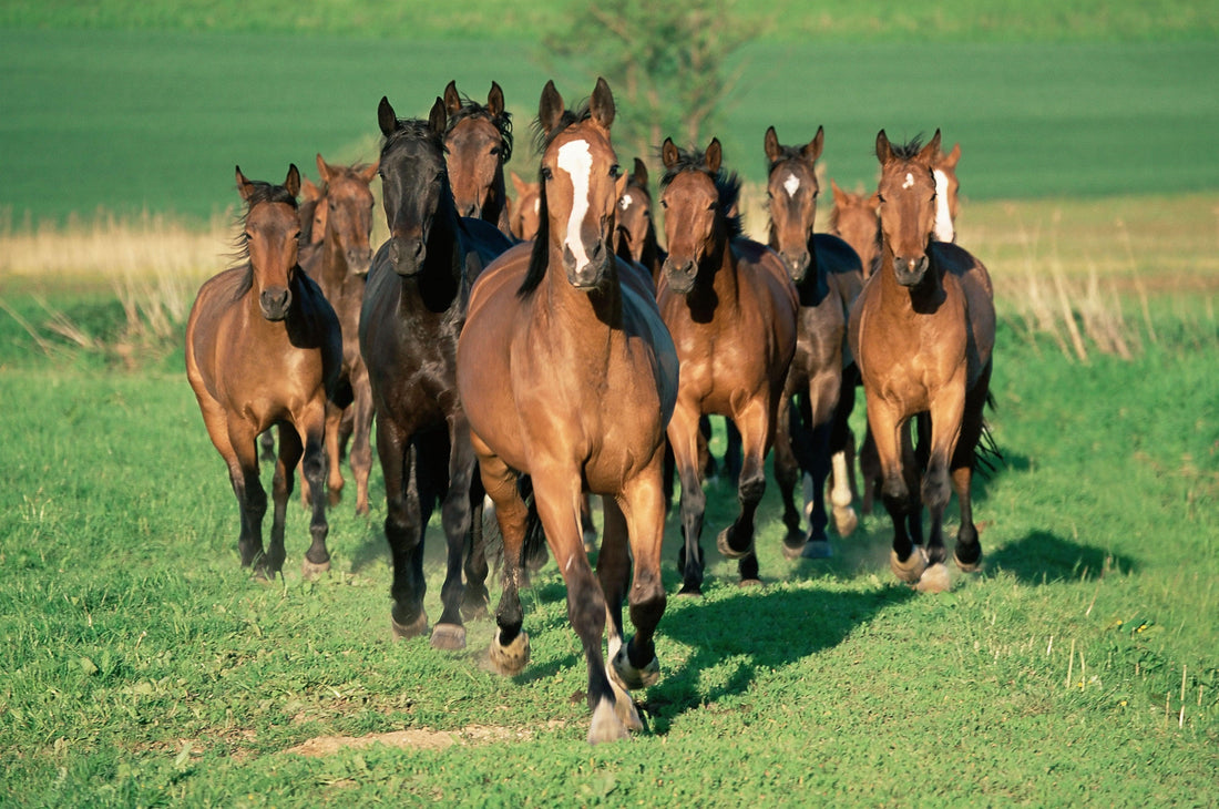 Brown horses running towards viewer in grassy field. Horse Rescues on the Absorbine Blog