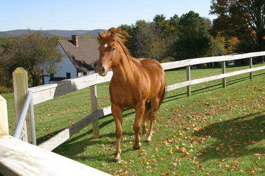 Red horse trotting along fence Absorbine Blog UltraShield ShowSheen Bag On Valve B.O.V. BOV 