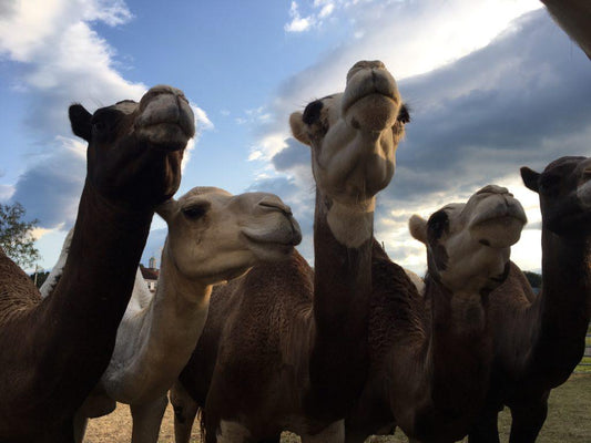 Absorbine Spotlight: America's Show Camels! - Absorbine