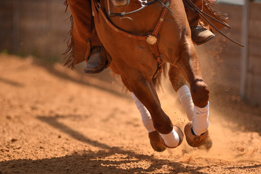 A horse running in dirt shown from the neck down. Choosing a joint health supplement for horse, Absorbine Blog