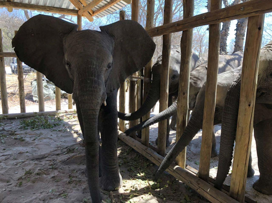 A baby elephant standing in a shelter in Africa recovering from being shot by poachers featured in the Absorbine Blog for Silver Honey Wound Care.