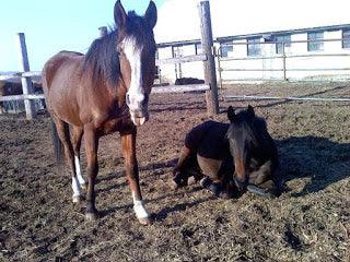 Funny Horse Photos Absorbine Blog