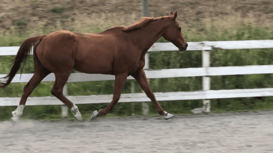 Equine Harmony Rescue & Rehab - Absorbine Blog