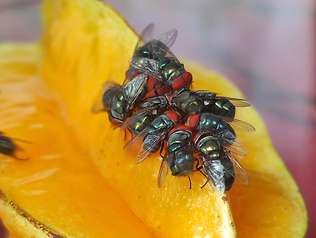 NWS Flies