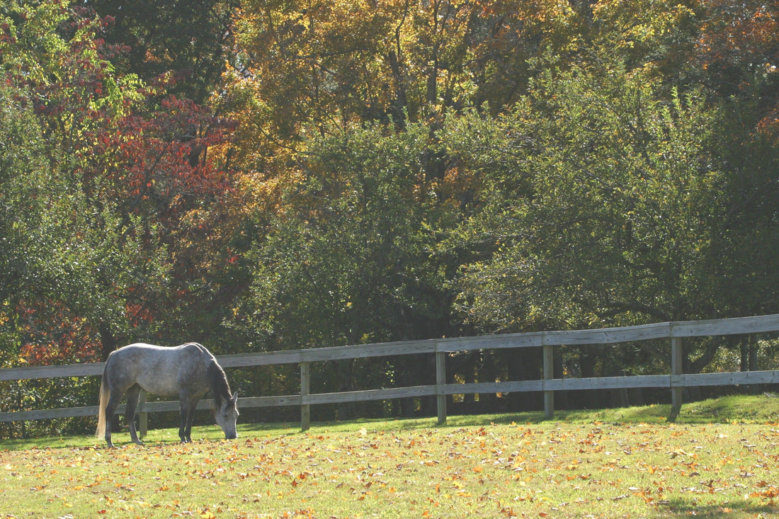 Ticks In The Fall - Absorbine