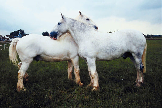 Homemade Fly Spray VS. Ready To Use