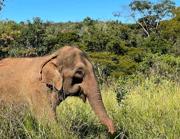 Lady the Elephant in a field