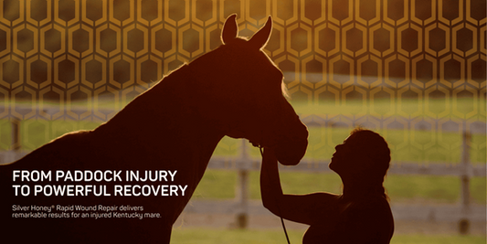 Horse Injury Silver Honey Recovery
